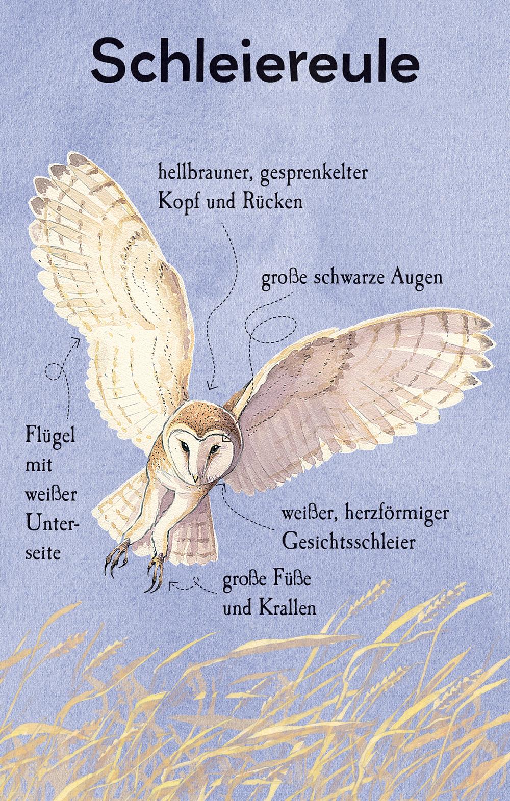 Bild: 9781035703302 | Natur-Entdecker-Karten: Unsere heimischen Vögel | Emily Bone | Buch