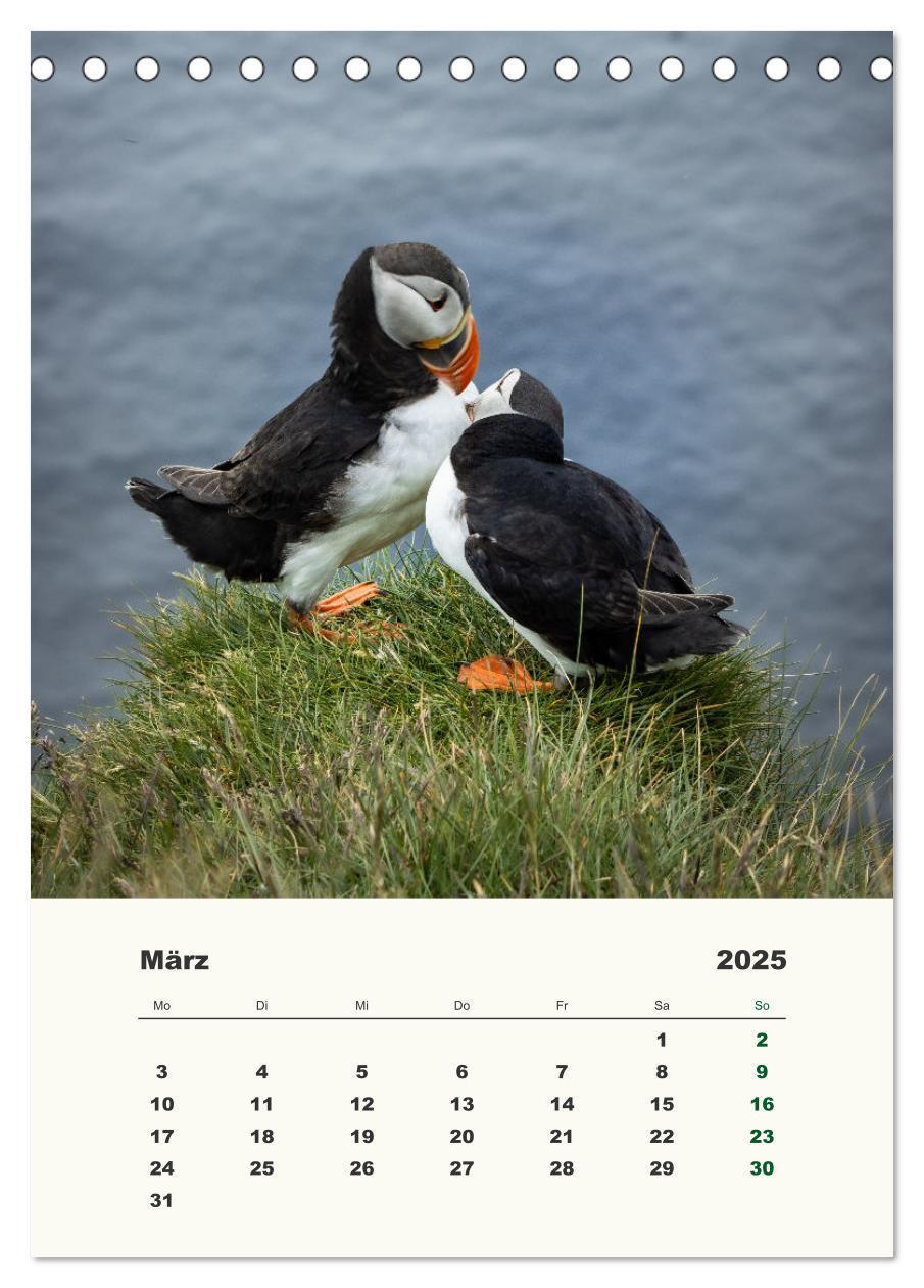 Bild: 9783435906314 | Papageientaucher in Island (Tischkalender 2025 DIN A5 hoch),...