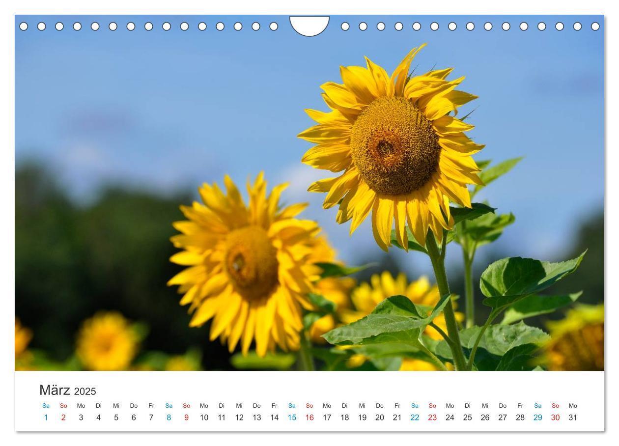 Bild: 9783435788514 | Sonnenblumen 2025 (Wandkalender 2025 DIN A4 quer), CALVENDO...