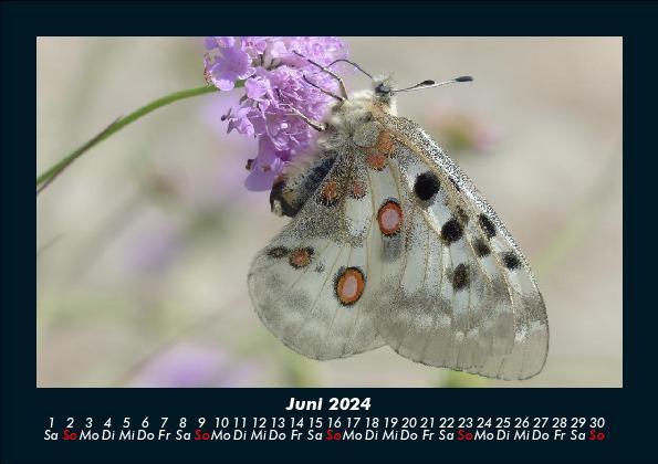 Bild: 9783755949763 | Bunte Pracht der Schmetterlinge 2024 Fotokalender DIN A5 | Becker