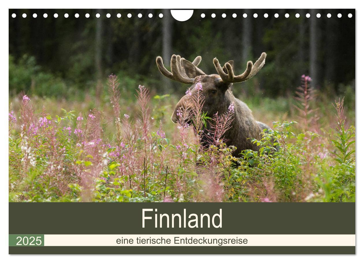 Cover: 9783435354986 | Finnland: eine tierische Entdeckungsreise (Wandkalender 2025 DIN A4...