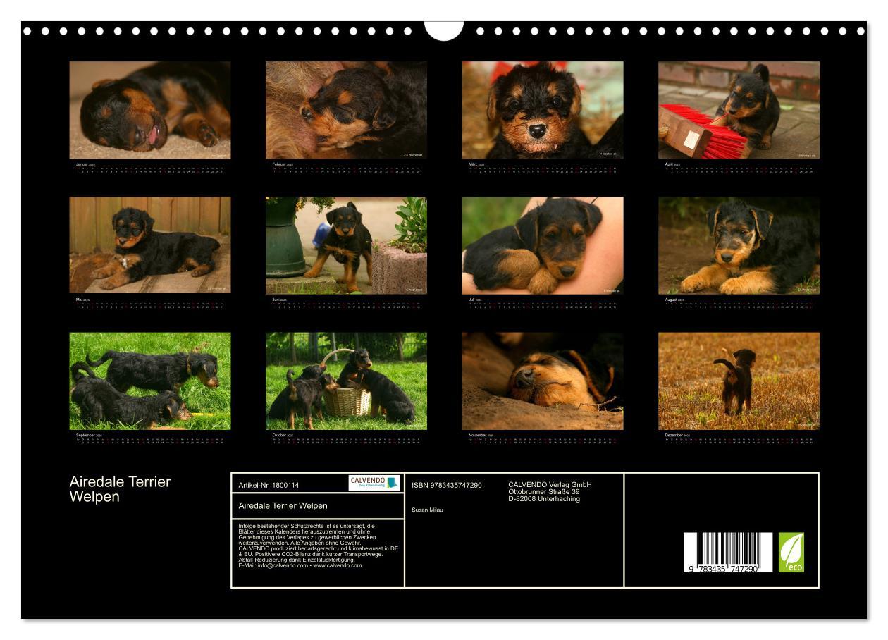 Bild: 9783435747290 | Airedale Terrier Welpen (Wandkalender 2025 DIN A3 quer), CALVENDO...