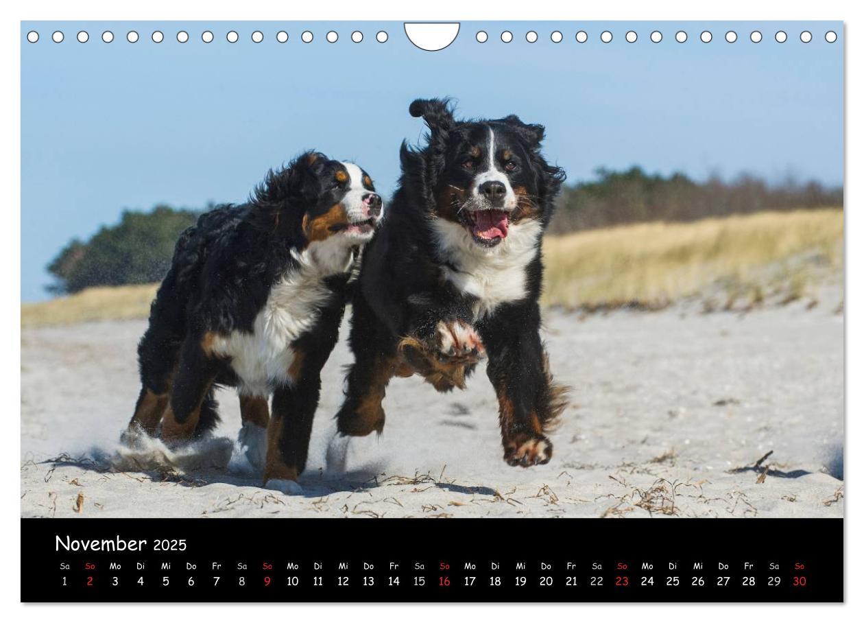 Bild: 9783435770861 | Berner Sennenhund 2025 (Wandkalender 2025 DIN A4 quer), CALVENDO...