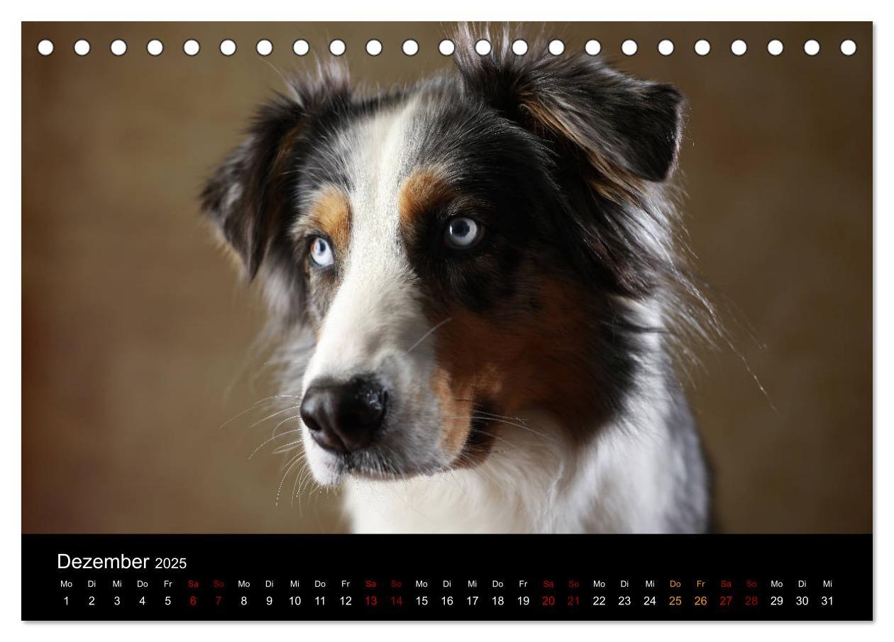 Bild: 9783435435517 | Charmante Australian Shepherds (Tischkalender 2025 DIN A5 quer),...