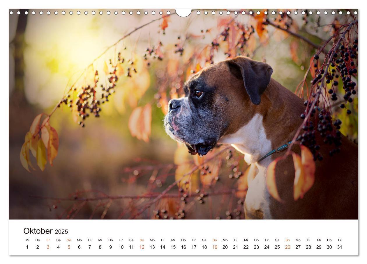 Bild: 9783435160143 | Deutscher Boxer (Wandkalender 2025 DIN A3 quer), CALVENDO...