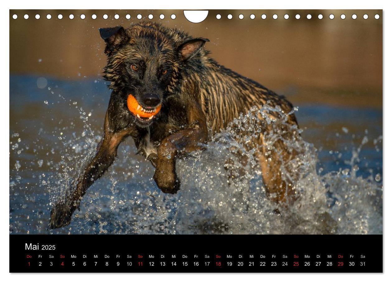 Bild: 9783435631919 | Belgischer Schäferhund - Der Malinois in Action (Wandkalender 2025...