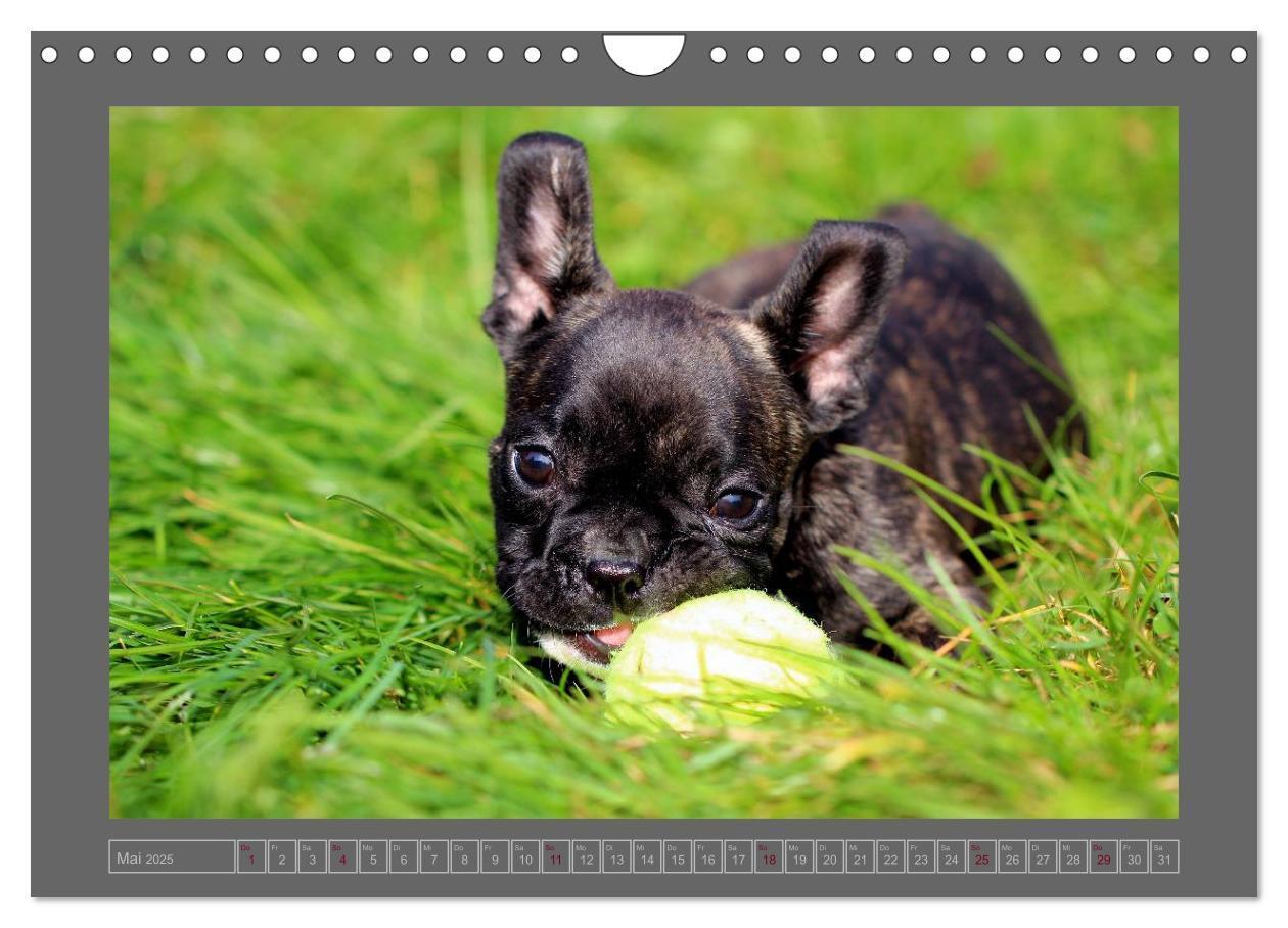 Bild: 9783435840908 | Französische Bulldoggen (Wandkalender 2025 DIN A4 quer), CALVENDO...