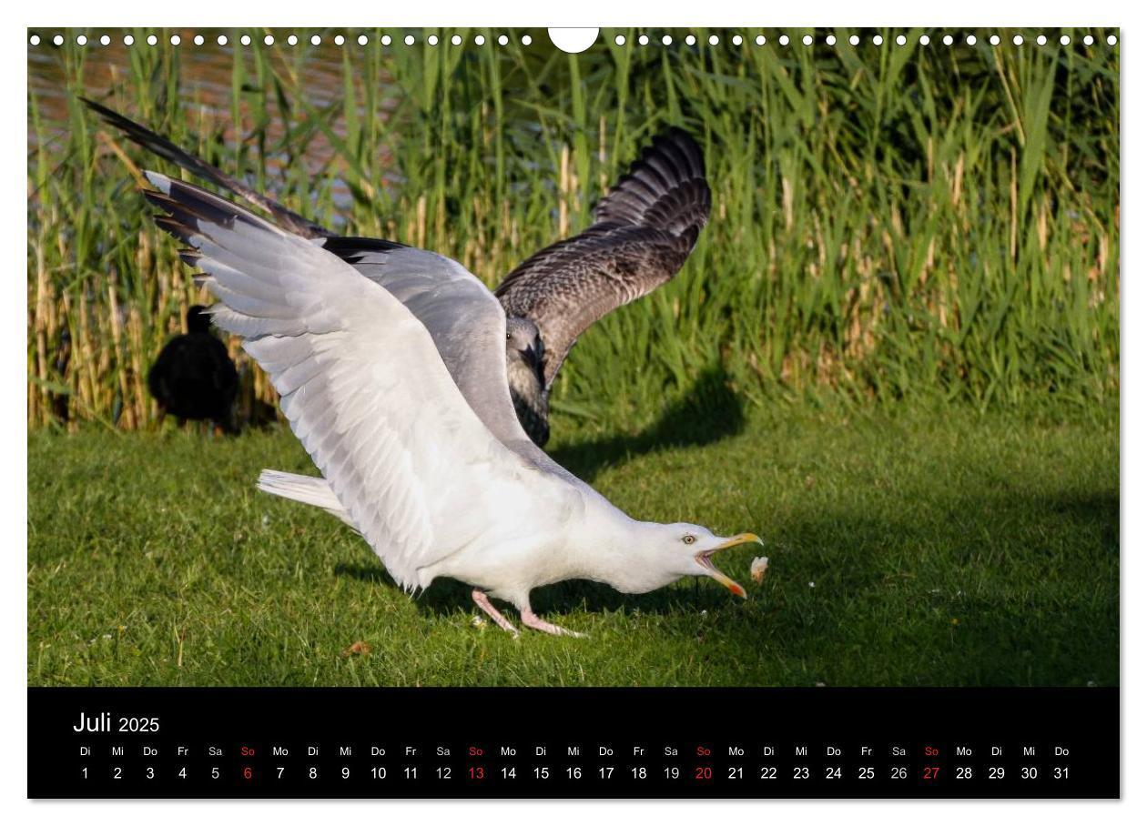 Bild: 9783435655380 | Spontane Fotografie - Möwen (Wandkalender 2025 DIN A3 quer),...