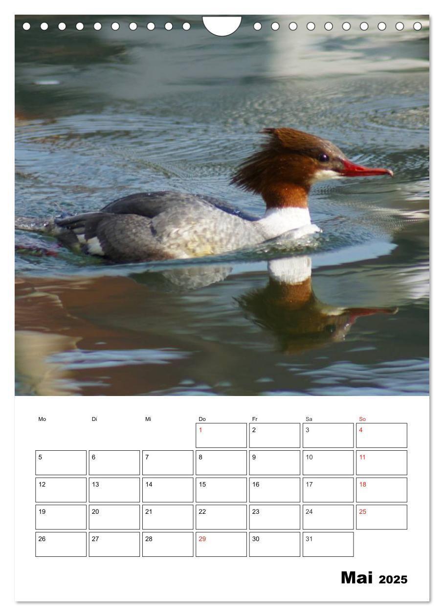 Bild: 9783457011416 | Liebenswerte Enten (Wandkalender 2025 DIN A4 hoch), CALVENDO...