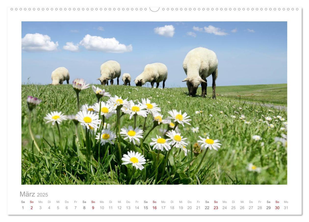 Bild: 9783435644520 | Nordsee Schafe (Wandkalender 2025 DIN A2 quer), CALVENDO...