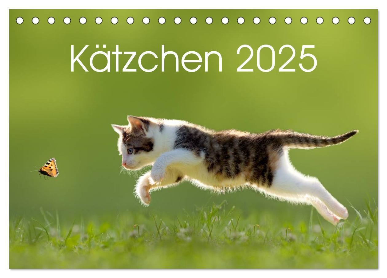 Cover: 9783435641116 | Kätzchen 2025 (Tischkalender 2025 DIN A5 quer), CALVENDO...