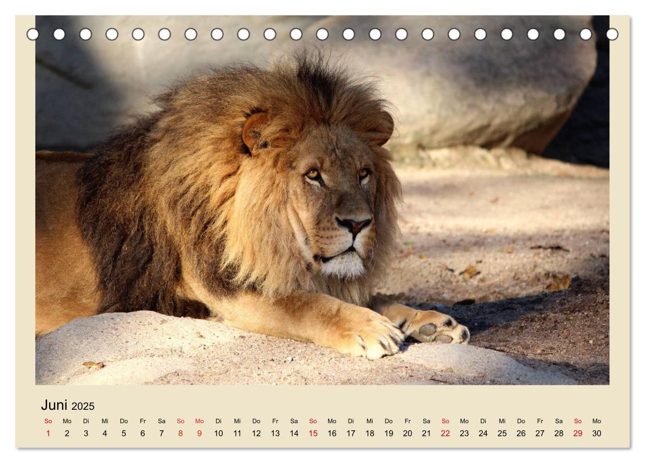 Bild: 9783435756759 | Löwen im Tierpark Hagenbeck (Tischkalender 2025 DIN A5 quer),...