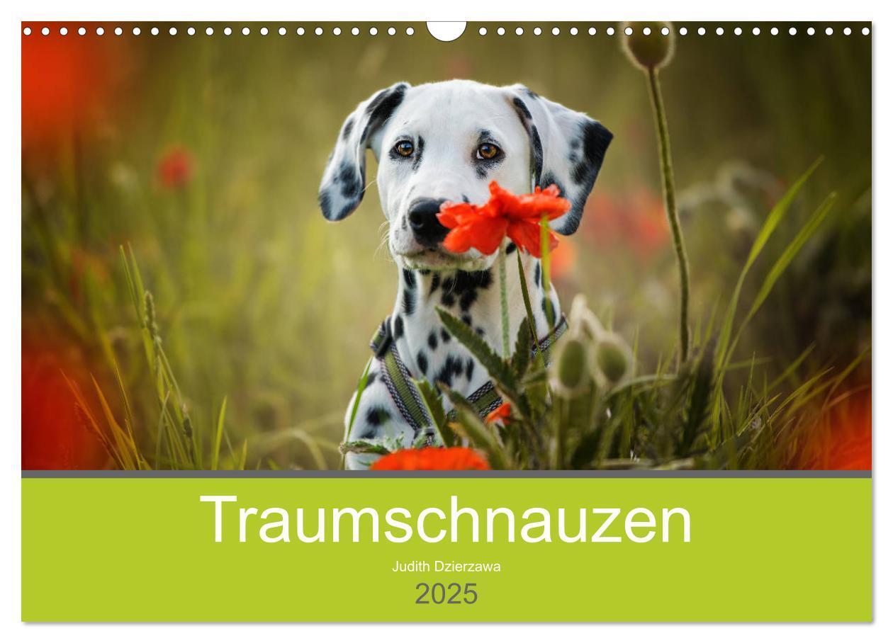 Cover: 9783435229130 | Traumschnauzen (Wandkalender 2025 DIN A3 quer), CALVENDO...