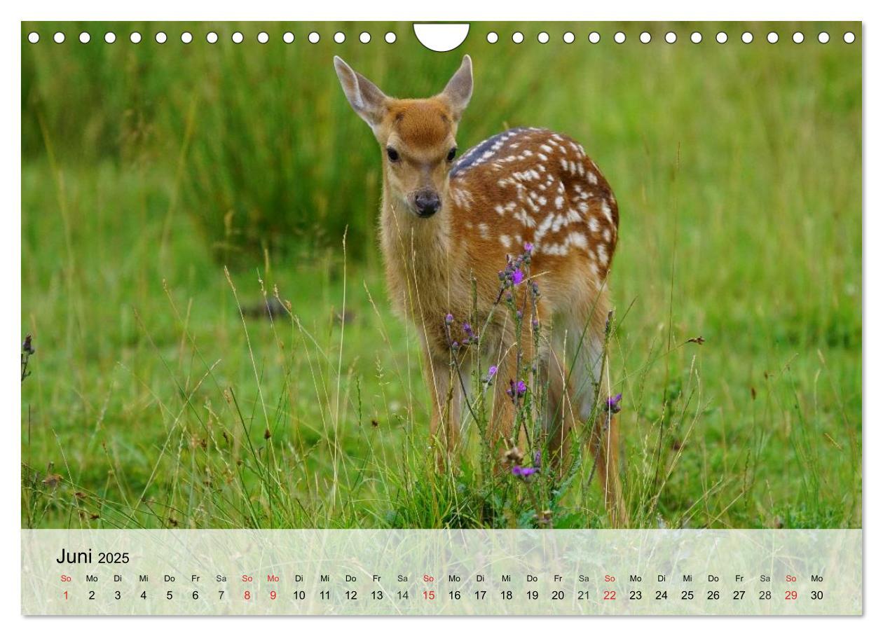 Bild: 9783435516292 | Rotwild. Edle Hirsche, stolze Kühe (Wandkalender 2025 DIN A4 quer),...