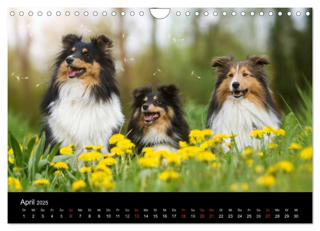 Bild: 9783435606795 | Wir lieben Shelties (Wandkalender 2025 DIN A4 quer), CALVENDO...