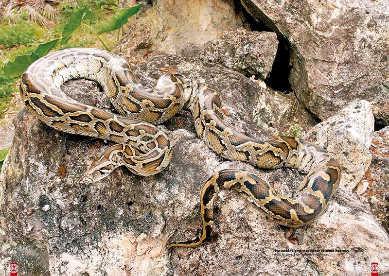 Bild: 9783866592261 | Der dunkle Tigerpython | Python bivittatus bivittatus | Zeddelmann