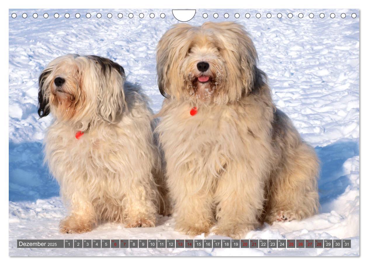 Bild: 9783435261642 | Tibet-Terrier - Eine Hunderasse mit Charakter (Wandkalender 2025...