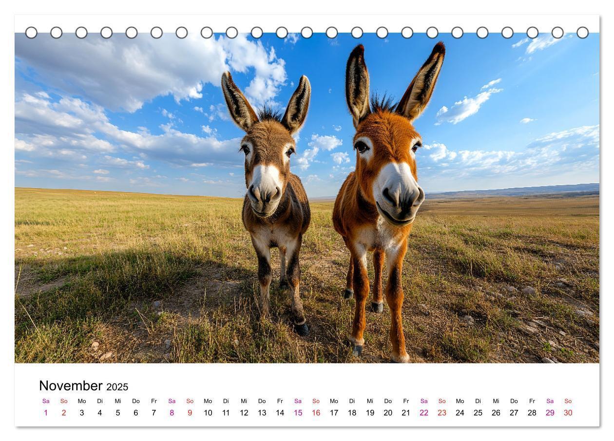 Bild: 9783457215357 | Esel - neugierige Typen (Tischkalender 2025 DIN A5 quer), CALVENDO...