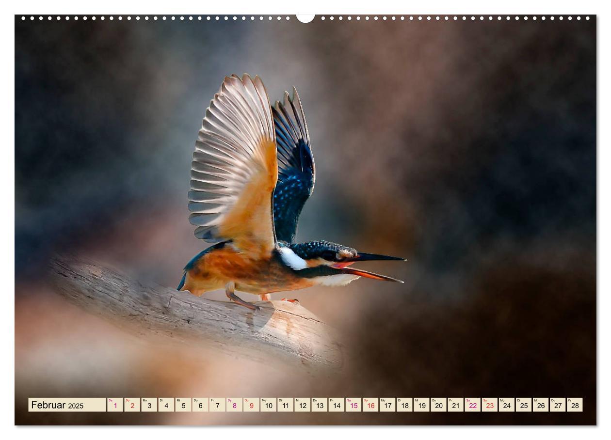 Bild: 9783435333288 | Wunderschöner Eisvogel (Wandkalender 2025 DIN A2 quer), CALVENDO...