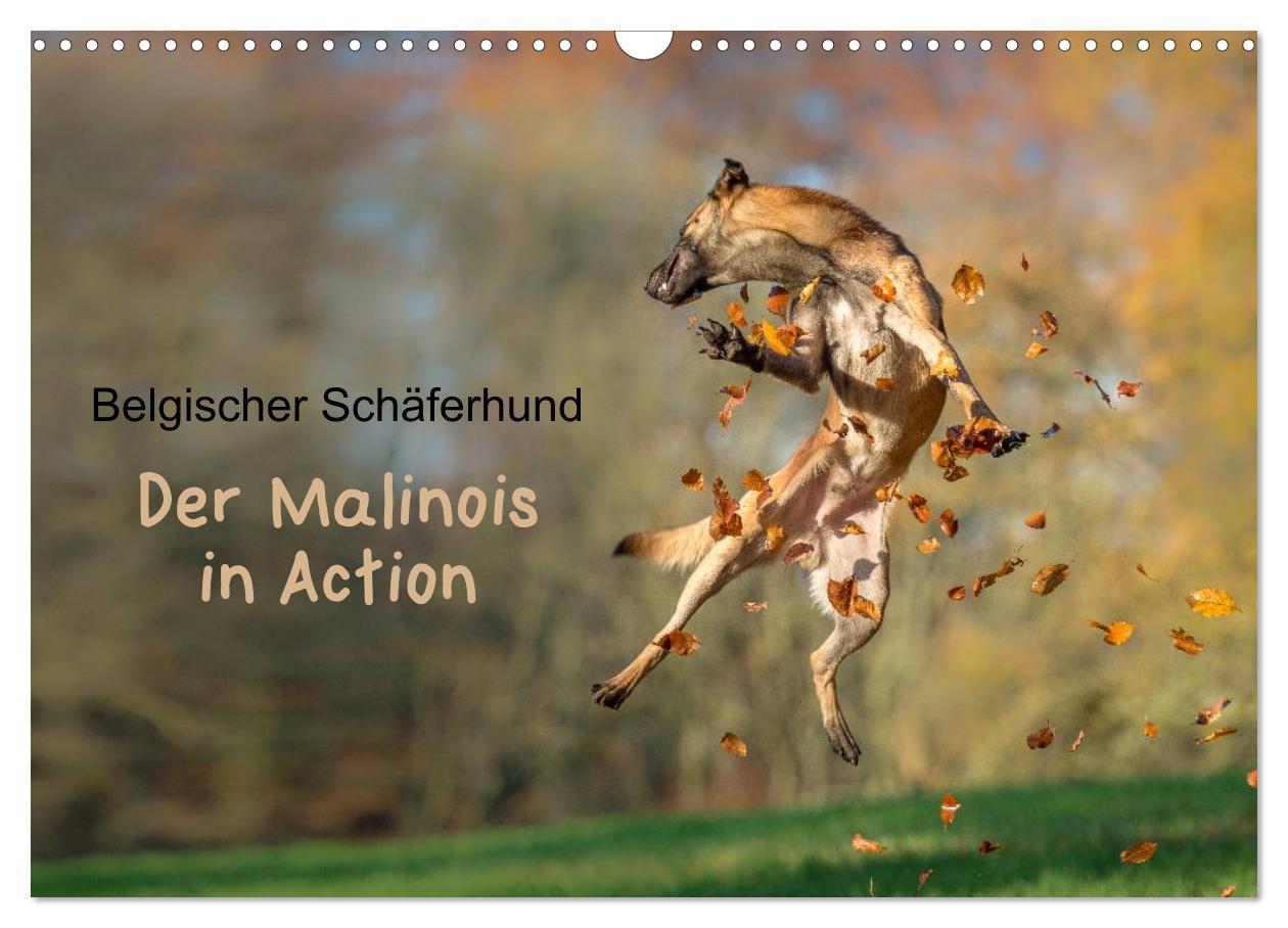 Cover: 9783435631445 | Belgischer Schäferhund - Der Malinois in Action (Wandkalender 2025...