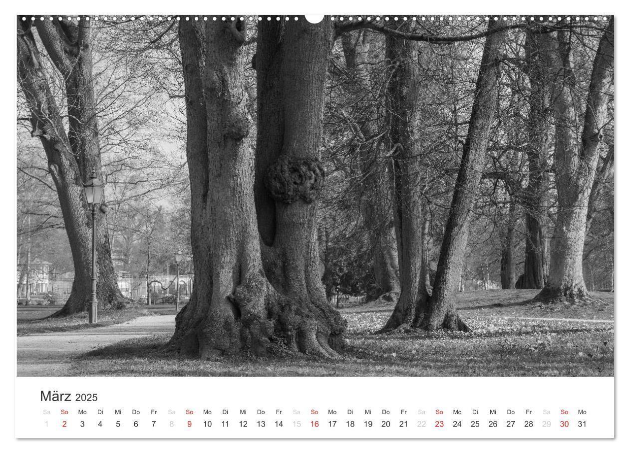 Bild: 9783435659999 | Bäume - Naturschönheiten in schwarz-weiß (Wandkalender 2025 DIN A2...