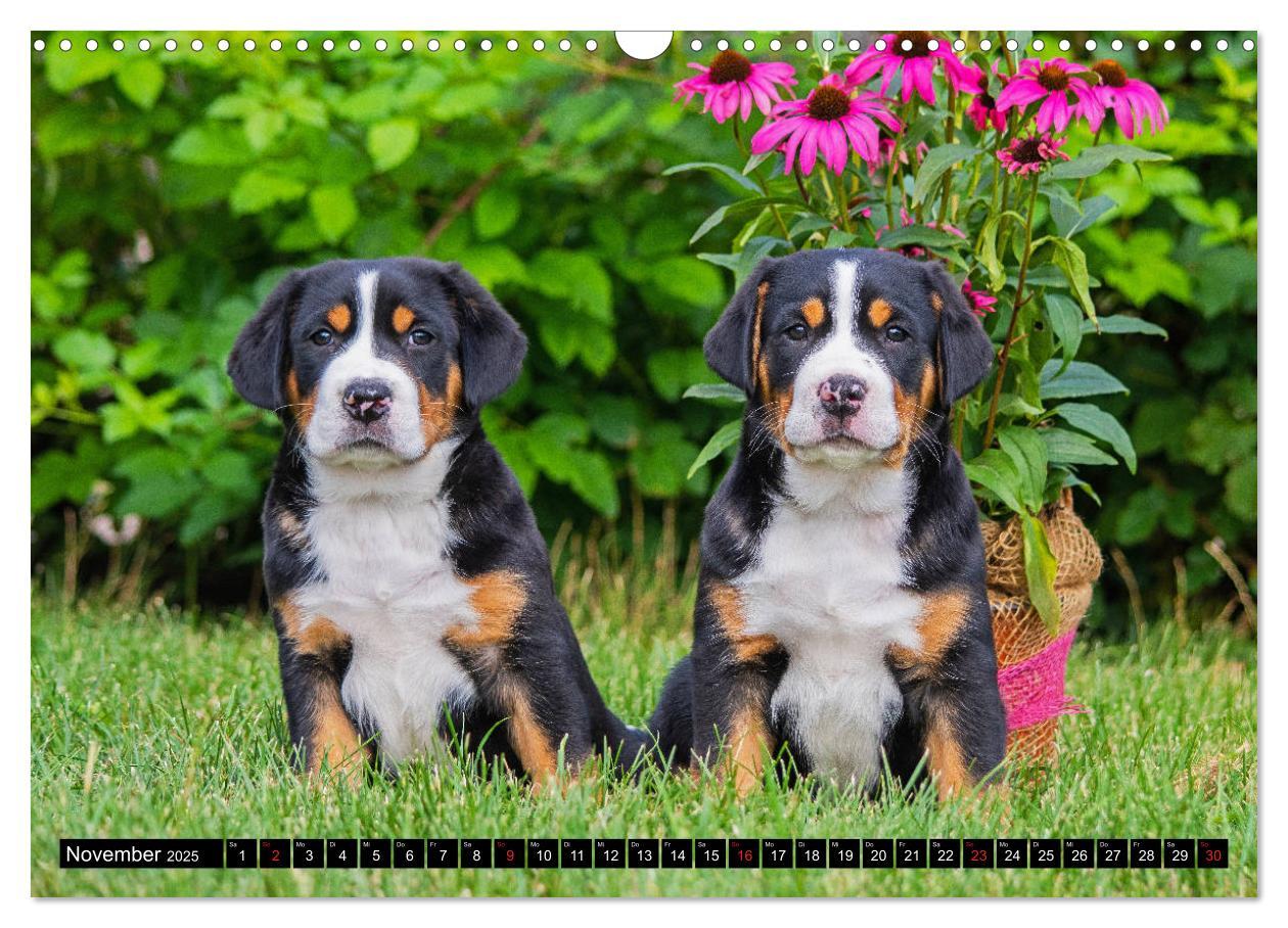 Bild: 9783435209033 | Ein Hund zum Verlieben - Großer Schweizer Sennenhund (Wandkalender...