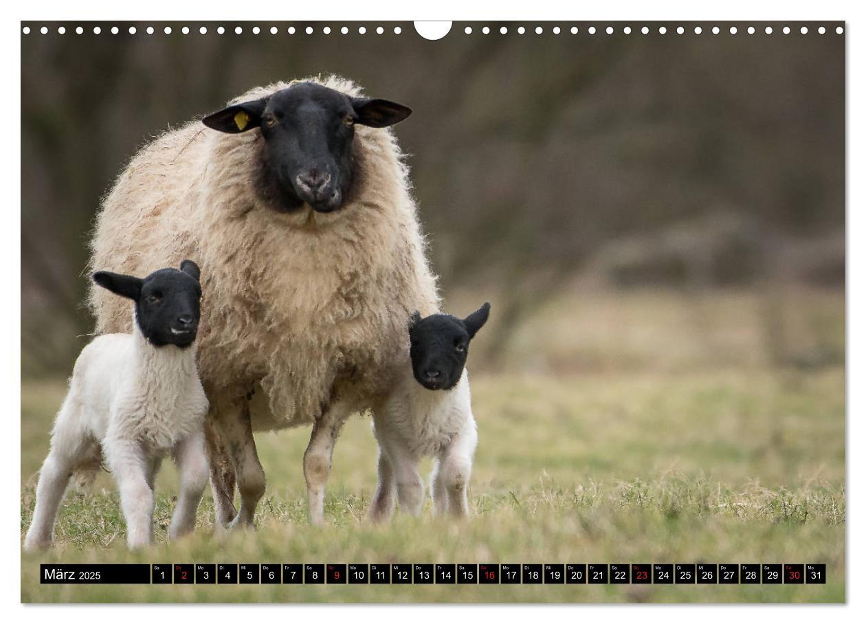 Bild: 9783435121595 | Rhönschafe - Symphatieträger des Biosphärenreservats Rhön...