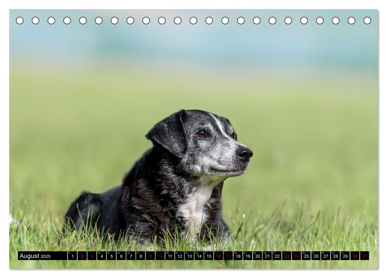 Bild: 9783383850127 | Appenzeller Sennenhunde - Fröhliche Kameraden (Tischkalender 2025...