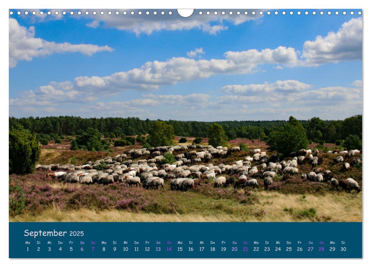 Bild: 9783435014002 | Heidschnucken, die prächtigen Schafe der Lüneburger Heide...