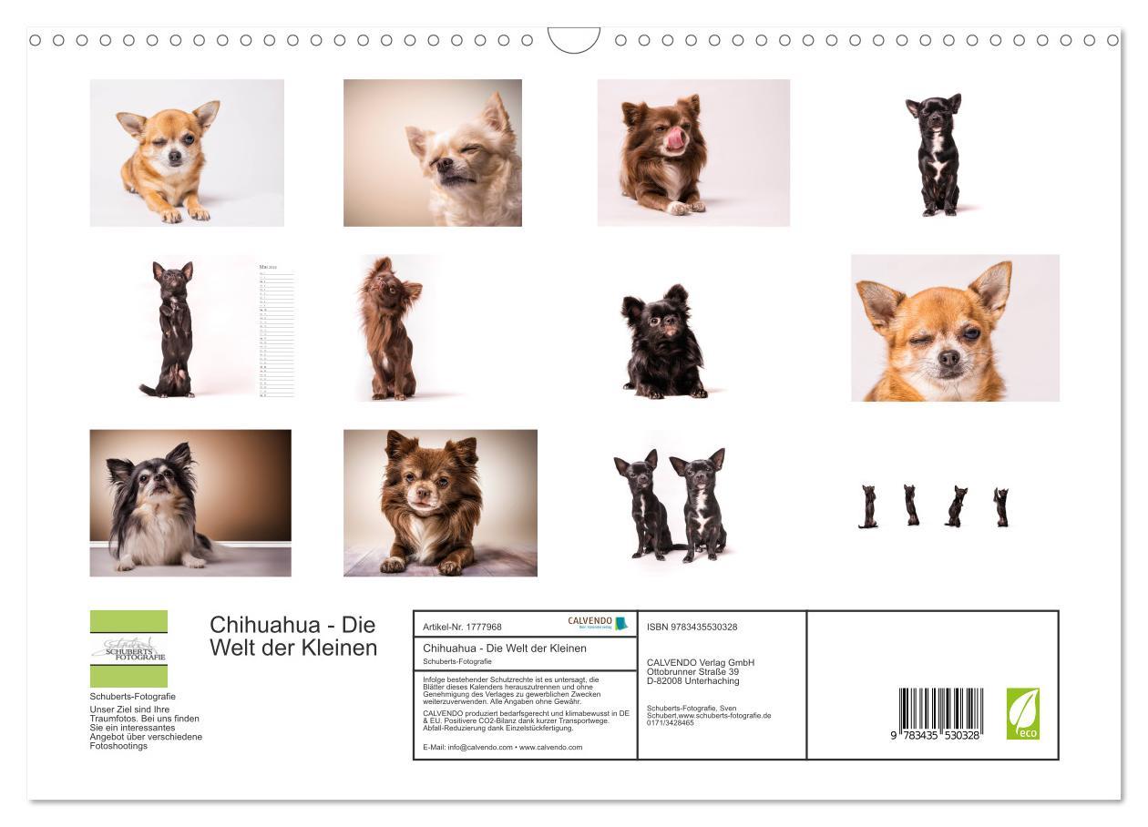 Bild: 9783435530328 | Chihuahua - Die Welt der Kleinen (Wandkalender 2025 DIN A3 quer),...