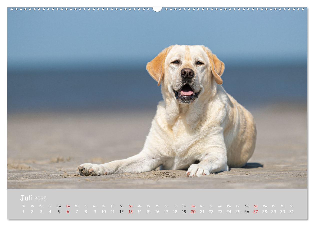 Bild: 9783435531554 | Liebenswerter Labrador 2025 (Wandkalender 2025 DIN A2 quer),...