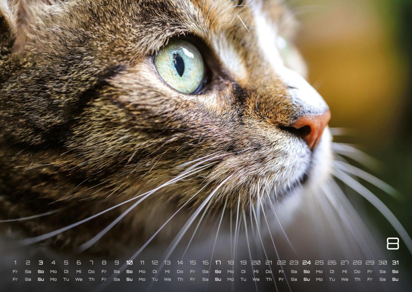 Bild: 9783986733858 | Miau - Unsere Stubentiger - Der Katzenkalender - 2025 - Kalender...