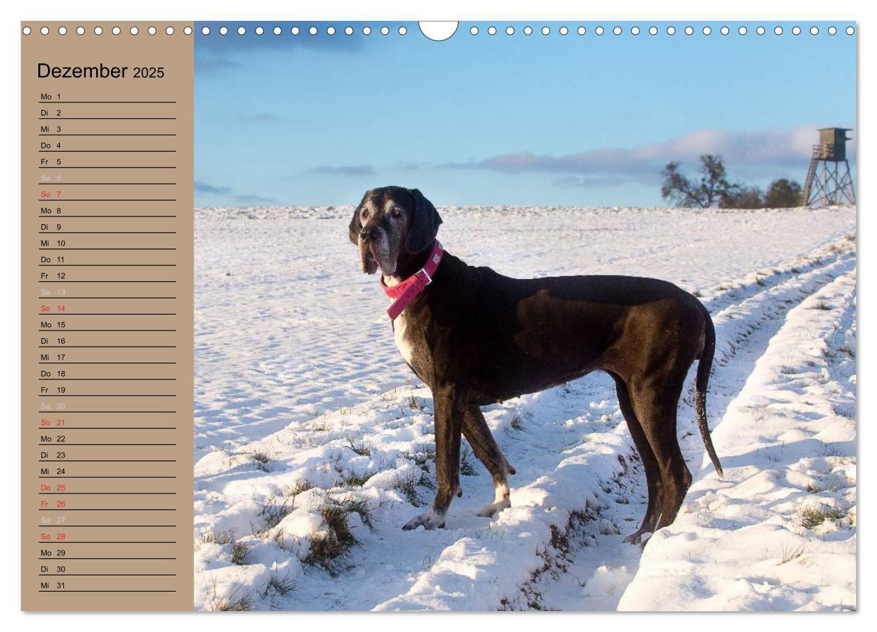 Bild: 9783435491841 | Deutsche Doggen - Sanfte Riesen (Wandkalender 2025 DIN A3 quer),...