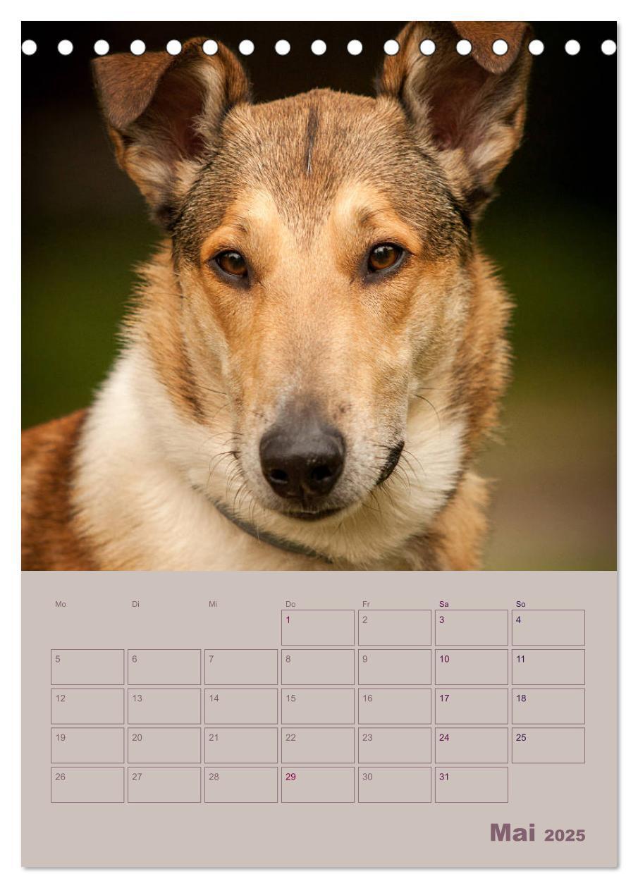 Bild: 9783457051276 | Kurzhaarcollies (Tischkalender 2025 DIN A5 hoch), CALVENDO...