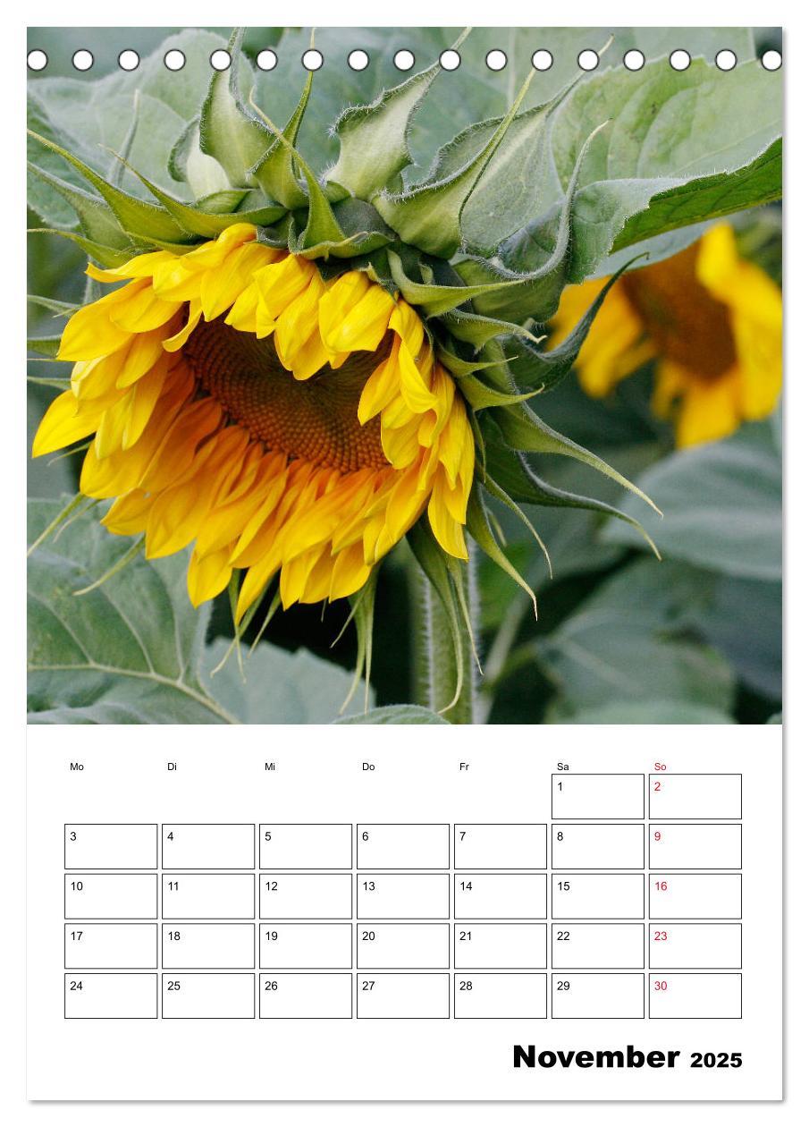 Bild: 9783435969807 | Leuchtende Sonnenblumen (Tischkalender 2025 DIN A5 hoch), CALVENDO...