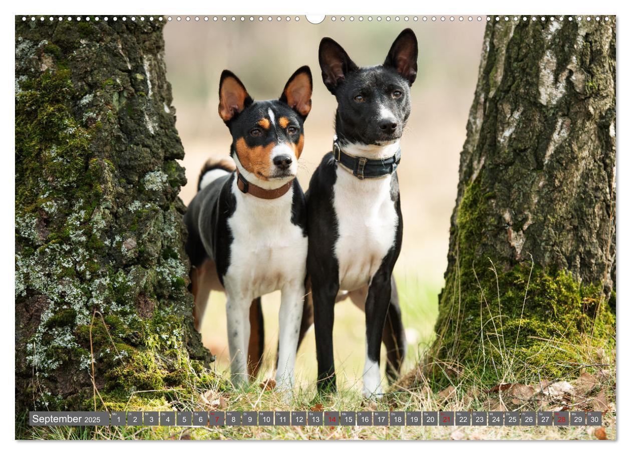 Bild: 9783457196021 | Der Basenji (hochwertiger Premium Wandkalender 2025 DIN A2 quer),...