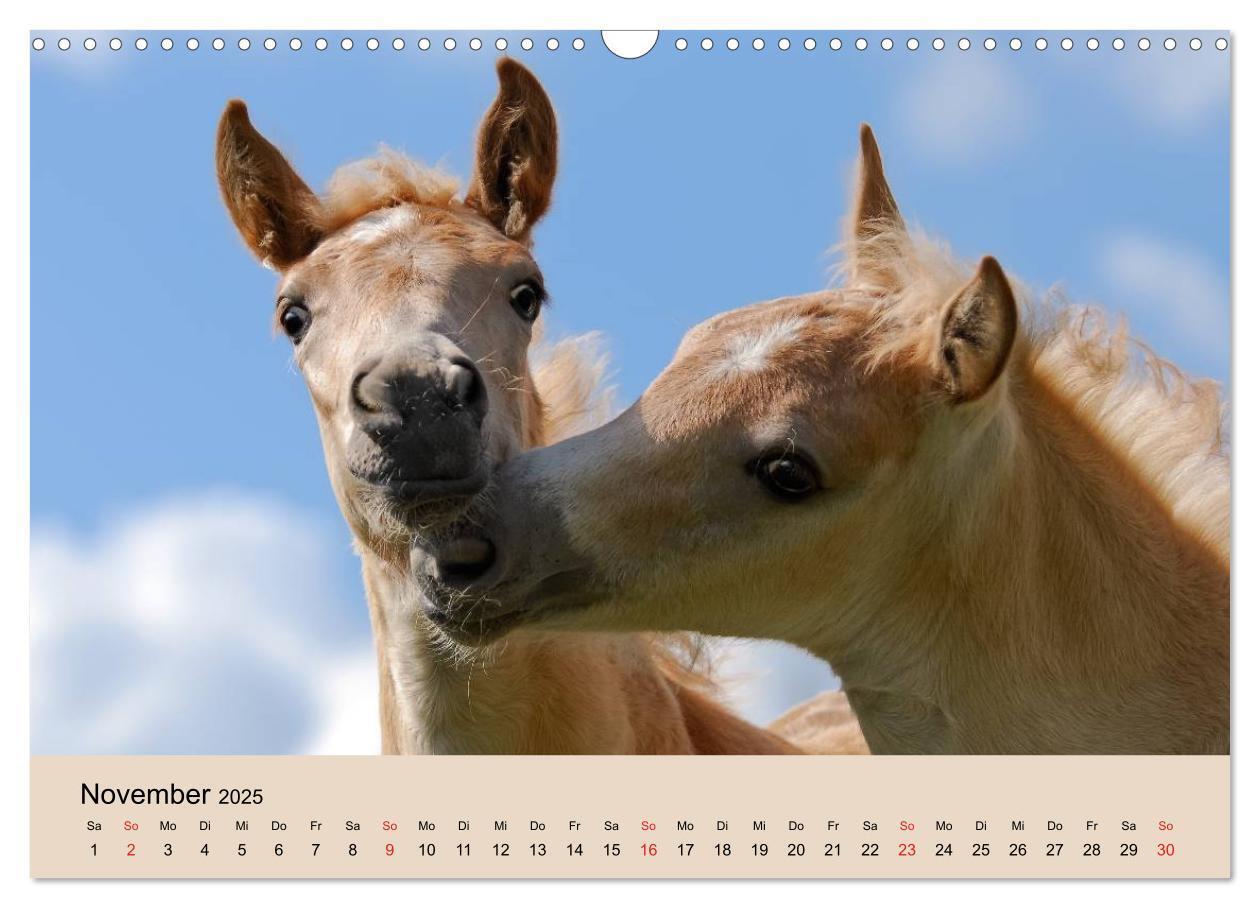 Bild: 9783435786213 | Haflinger Fohlen (Wandkalender 2025 DIN A3 quer), CALVENDO...