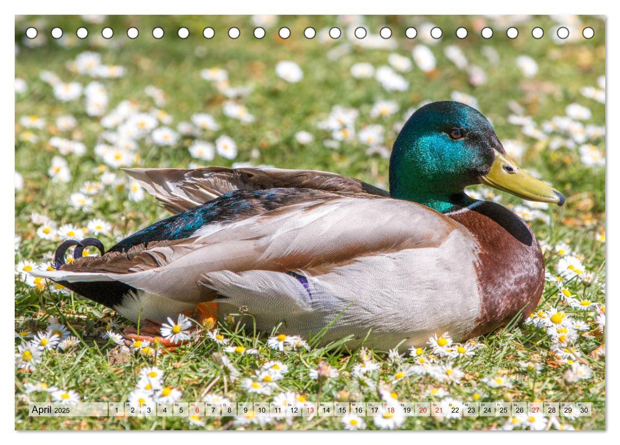 Bild: 9783435115358 | Wunderschöne Stockenten - Europäische Wasservögel (Tischkalender...