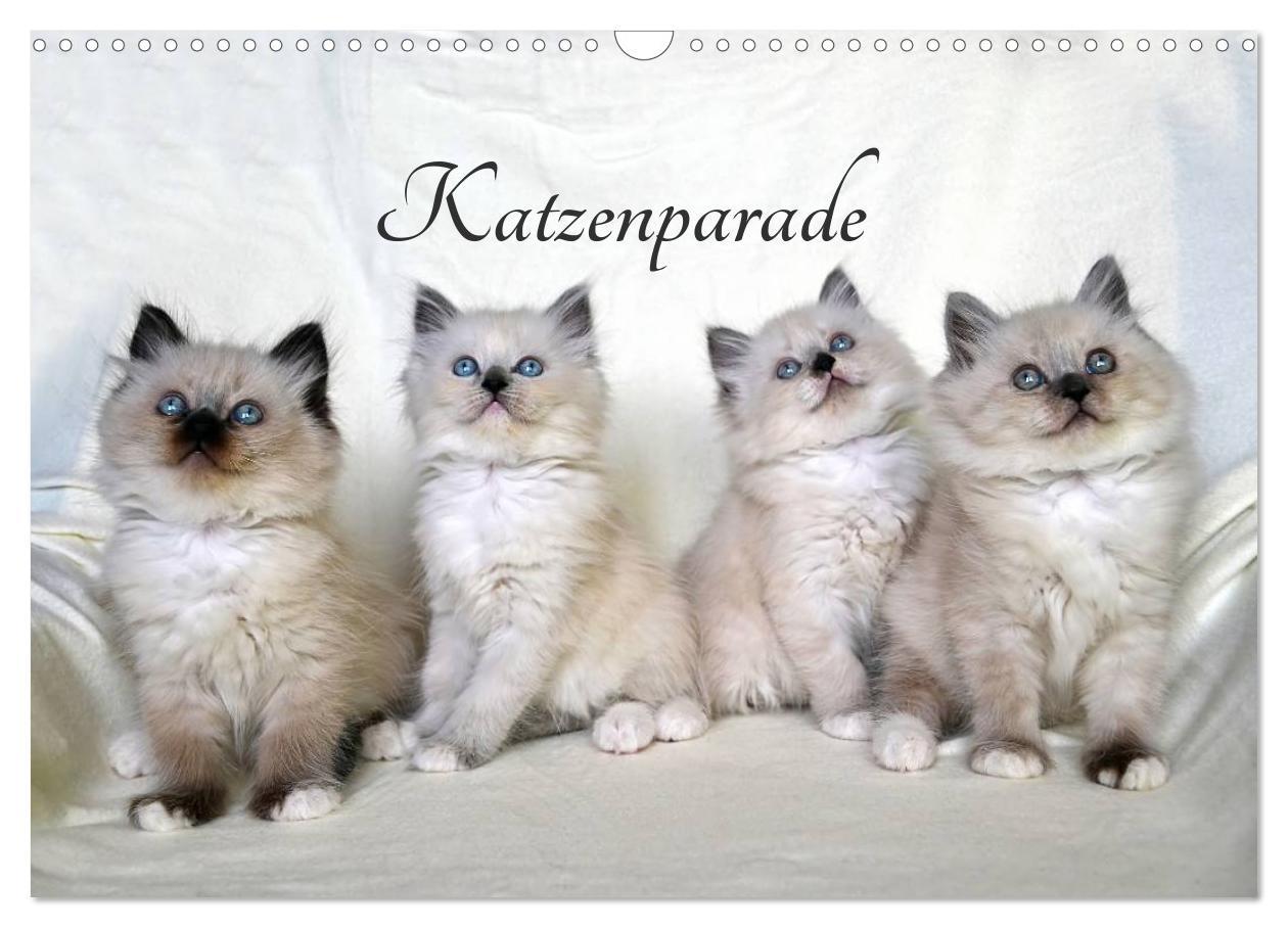 Cover: 9783435606207 | Katzenparade (Wandkalender 2025 DIN A3 quer), CALVENDO Monatskalender