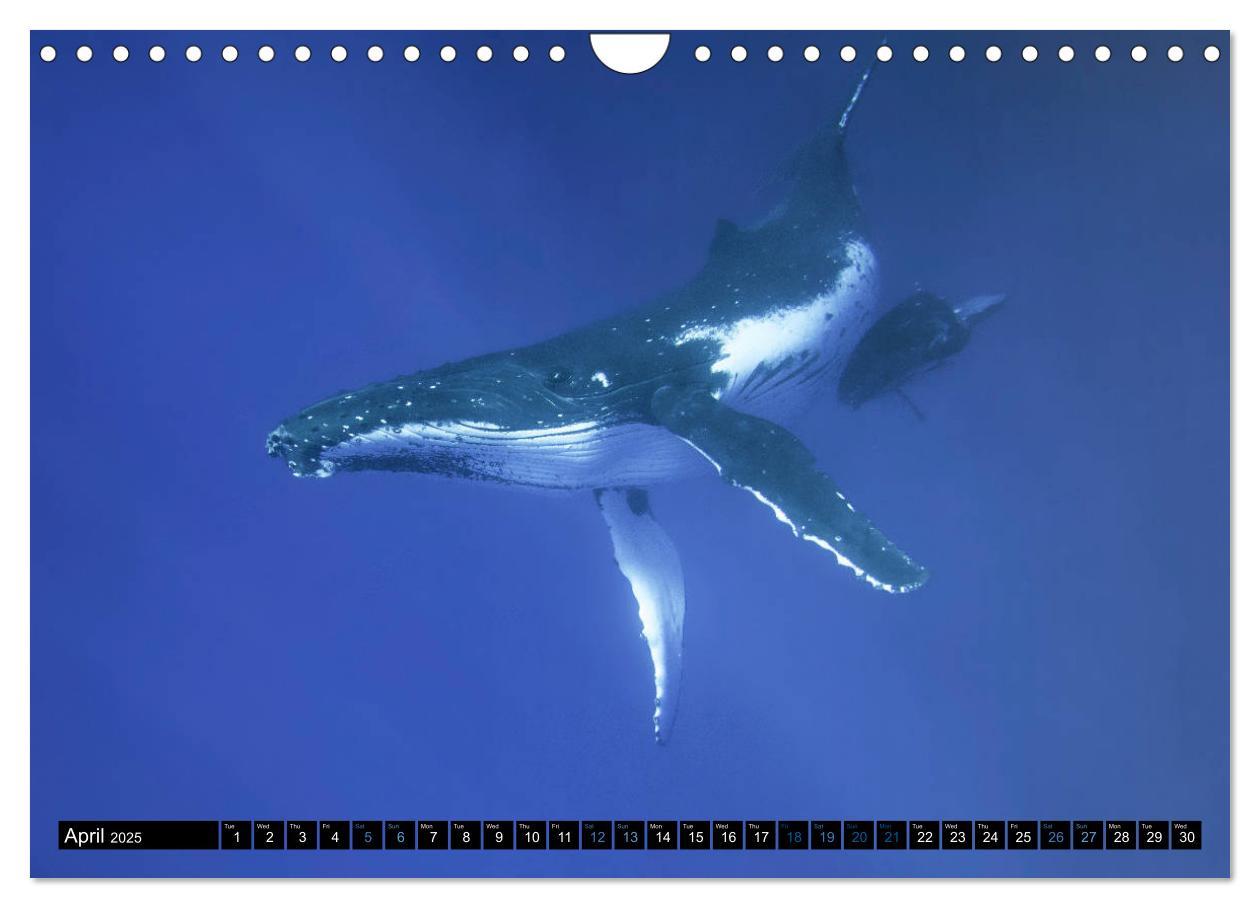 Bild: 9781325948321 | A Whale of a Year (Wall Calendar 2025 DIN A4 landscape), CALVENDO...