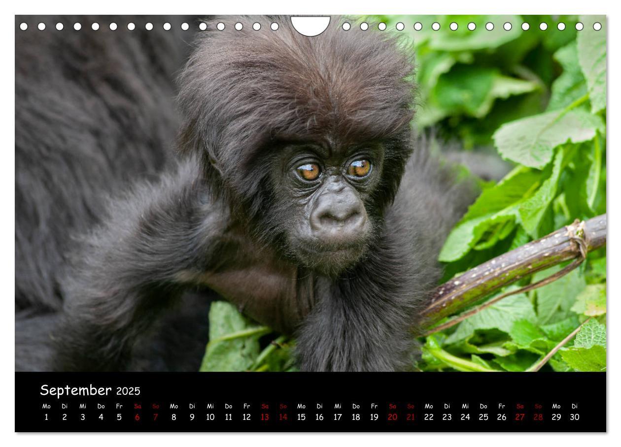 Bild: 9783435119516 | Berggorillas: die bedrohten Riesen (Wandkalender 2025 DIN A4 quer),...