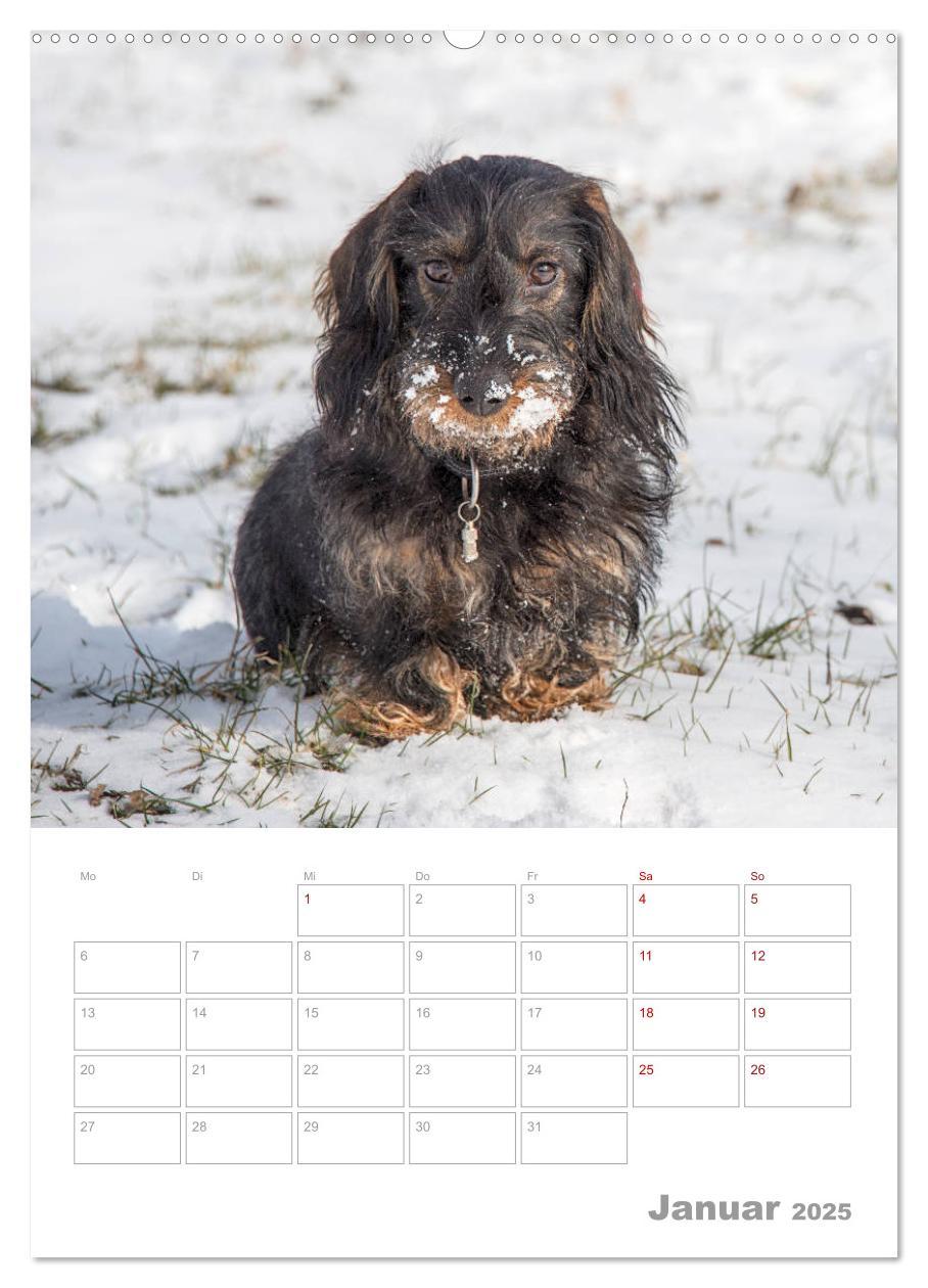 Bild: 9783435973354 | Dackelportraits (Wandkalender 2025 DIN A2 hoch), CALVENDO...