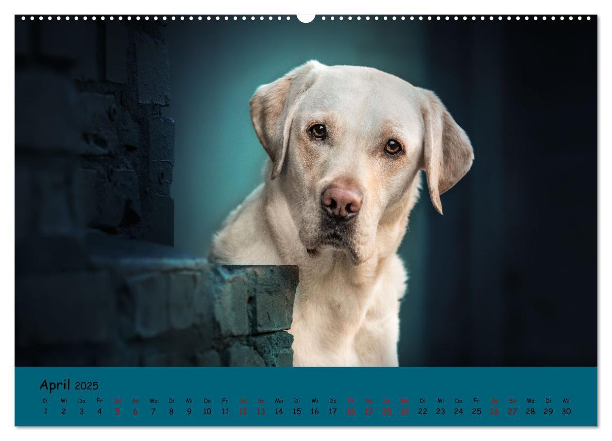 Bild: 9783383959592 | Labrador Retriever - Vielfalt auf Vier Pfoten (Wandkalender 2025...