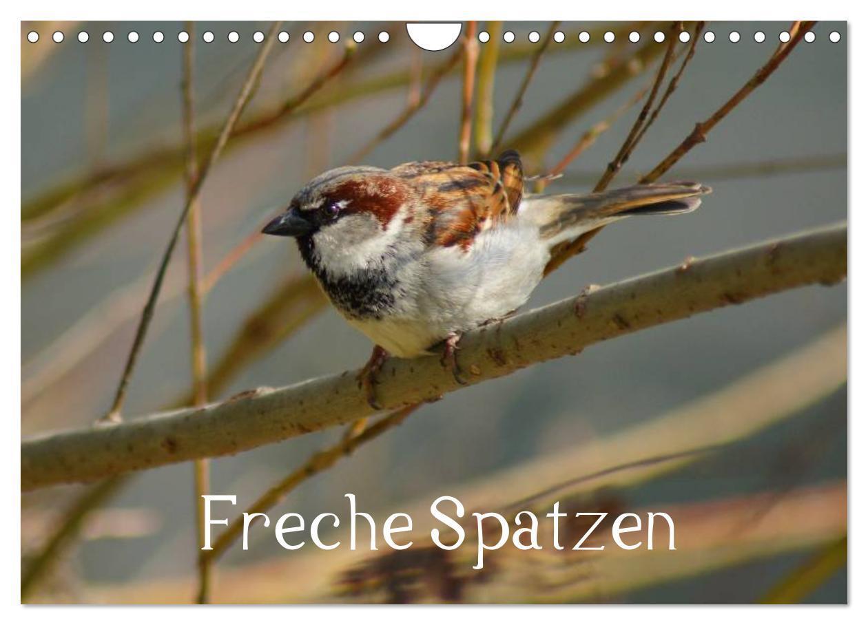 Cover: 9783435824922 | Freche Spatzen (Wandkalender 2025 DIN A4 quer), CALVENDO...