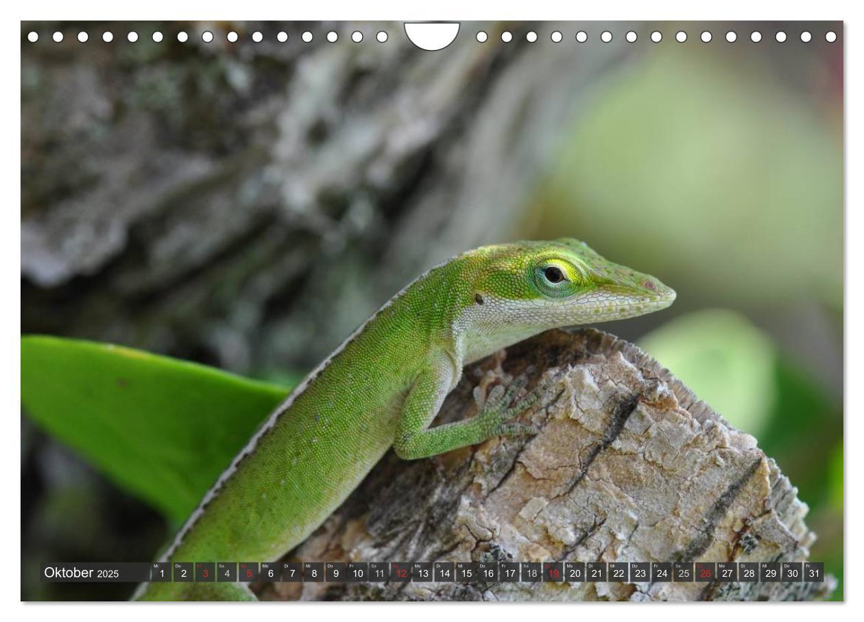 Bild: 9783435793471 | Wilde Fauna - Reptilien (Wandkalender 2025 DIN A4 quer), CALVENDO...