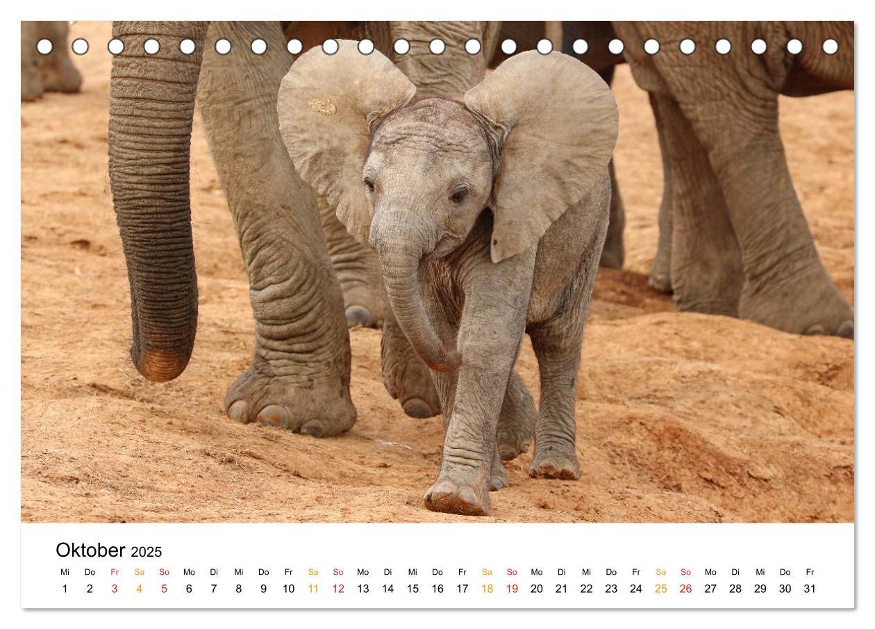 Bild: 9783435227921 | ADDO ELEPHANT NATIONAL PARK Elefanten Babies (Tischkalender 2025...