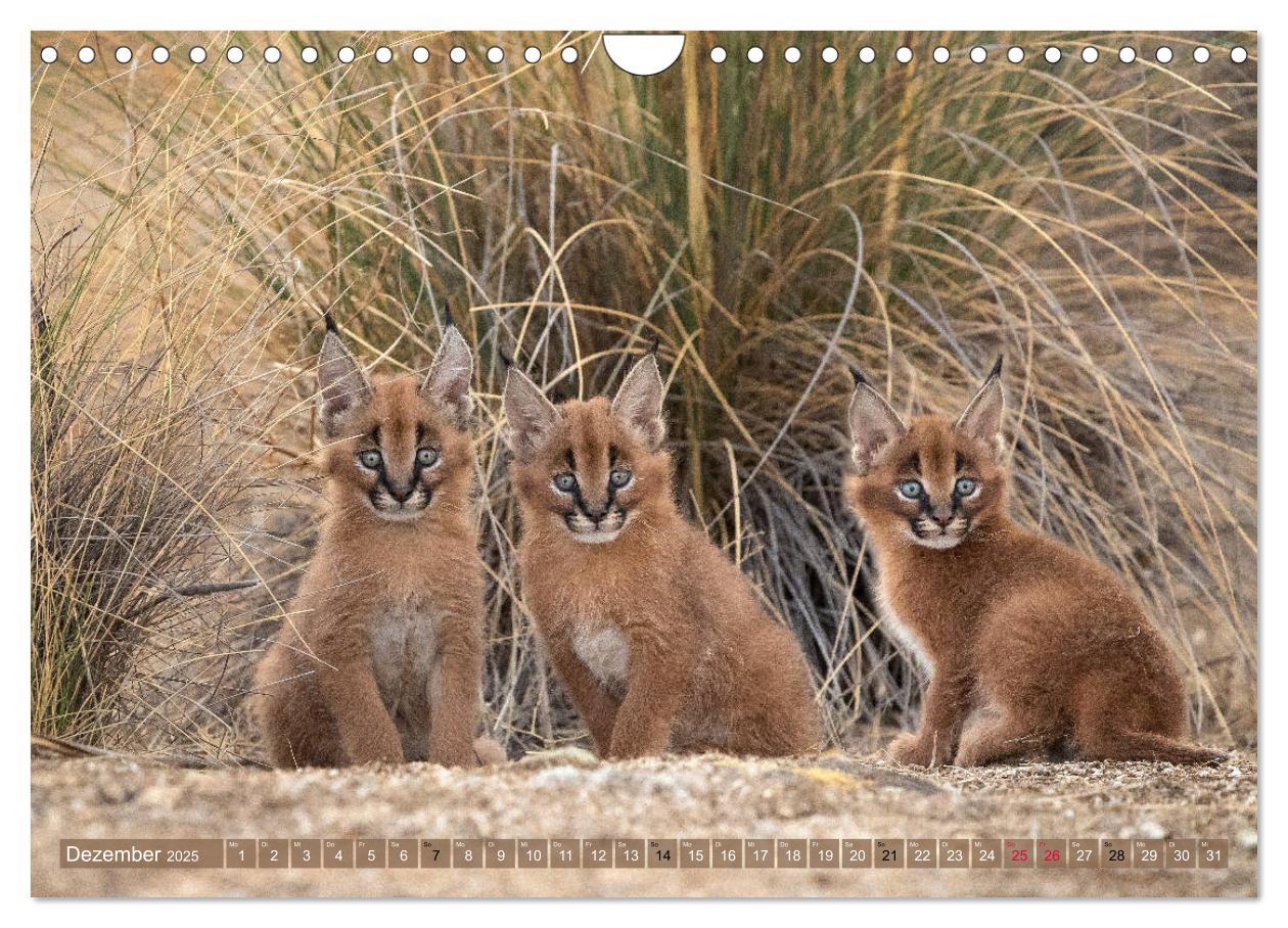 Bild: 9783435328697 | Raubkatzenkinder (Wandkalender 2025 DIN A4 quer), CALVENDO...