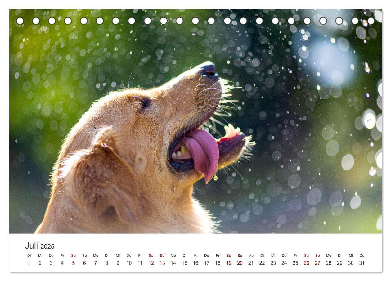 Bild: 9783383941504 | Golden Retriever - Die treuen Begleiter. (Tischkalender 2025 DIN A5...