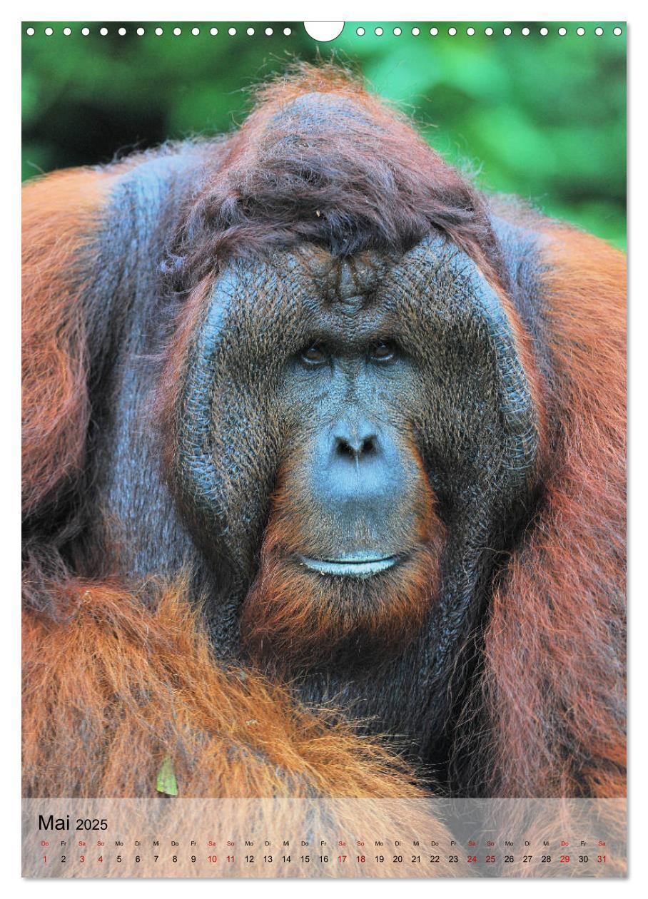 Bild: 9783435965205 | Orang Utans aus Borneo (Wandkalender 2025 DIN A3 hoch), CALVENDO...