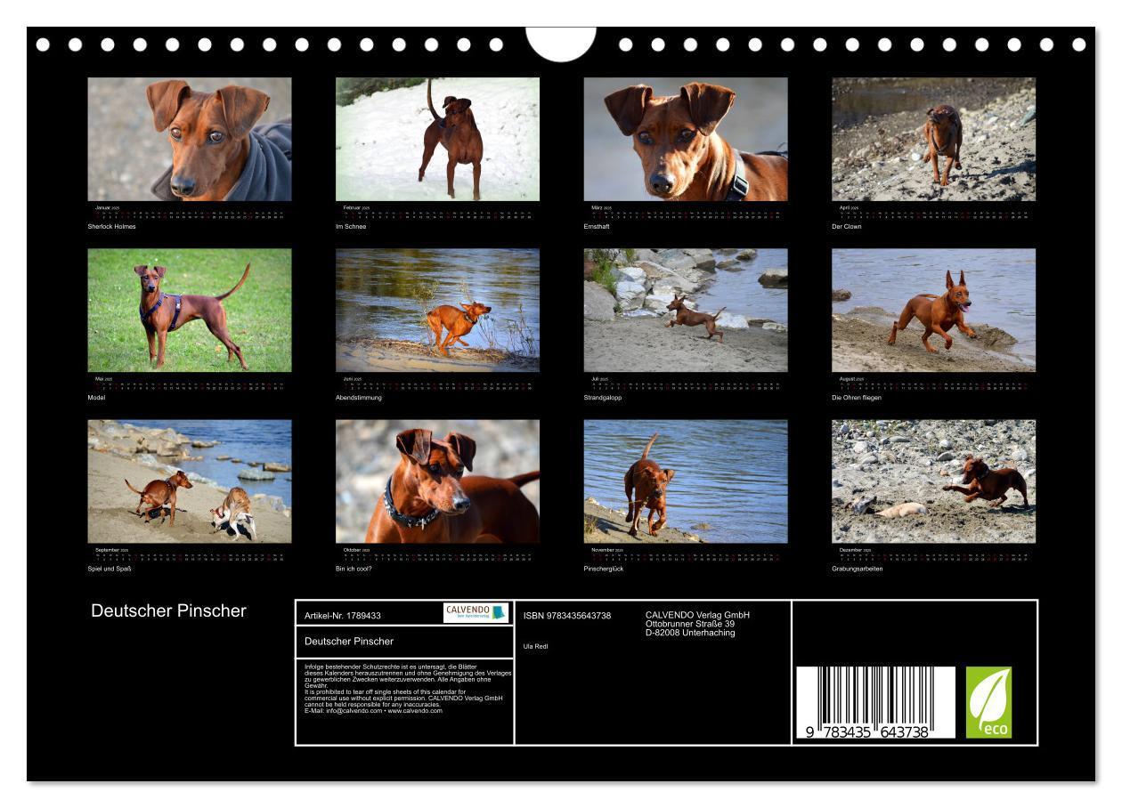 Bild: 9783435643738 | Deutscher Pinscher (Wandkalender 2025 DIN A4 quer), CALVENDO...